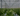 o	SHOP SEEDS image of USDA ORGANIC chili pepper farm. Shop Seeds Now 