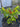 A potted pepper plant grown from Heirloom Tabasco Seeds, featuring green leaves and peppers showing colors from yellow-green to red, sits outdoors near a white greenhouse.