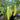 Close-up of a potted pepper plant grown from Hungarian Wax Seeds, showing several large, pale yellow, medium-heat peppers among green leaves. A label in the soil reads "Hungarian Wax," with other pots and plants in the background.