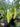 Close-up of a potted pepper plant grown from Hungarian Wax Seeds, showing several large, pale yellow, medium-heat peppers among green leaves. A label in the soil reads "Hungarian Wax," with other pots and plants in the background.