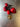 Four glossy, red, round Black Cuban Prince peppers with stems are arranged above a U.S. penny on a scratched metal surface, showing these mild heat peppers are slightly larger than the coin.