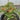 A potted ornamental pepper plant from Twilight Seeds displays vibrant red, orange, yellow, and purple peppers amid lush green leaves on a garden surface.