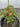 A potted ornamental pepper plant from Twilight Seeds displays vibrant red, orange, yellow, and purple peppers amid lush green leaves on a garden surface.