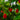 Close-up of a plant with several wrinkled red and one partially green chili peppers growing among green leaves. The background is blurred with more foliage visible.