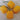 Four yellow habanero peppers with green stems, shown with a pack of Peruvian Habanero Yellow Seeds.