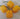 Four yellow habanero peppers with green stems, shown with a pack of Peruvian Habanero Yellow Seeds.