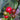 A cluster of Haitian Cluster peppers, ripening from green to brown to bright red among lush leaves—a striking sight for pepper enthusiasts or anyone seeking unique hot pepper seeds.
