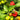 Close-up of a Scotch Bonnet pepper plant with several peppers in different stages of ripeness, from green to bright red, surrounded by lush green leaves.