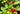 Close-up of a Scotch Bonnet pepper plant with several peppers in different stages of ripeness, from green to bright red, surrounded by lush green leaves.